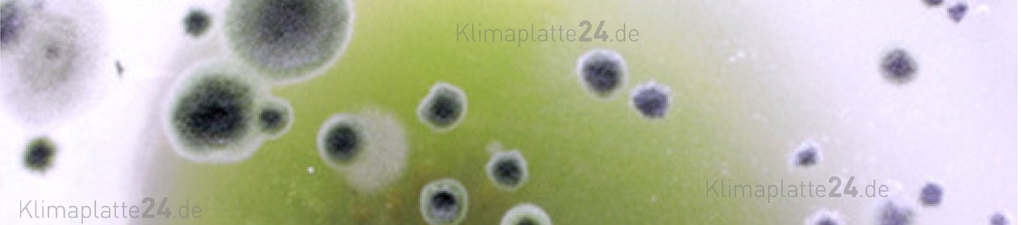 Klimaplatte24